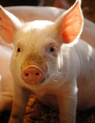 pig-cropped